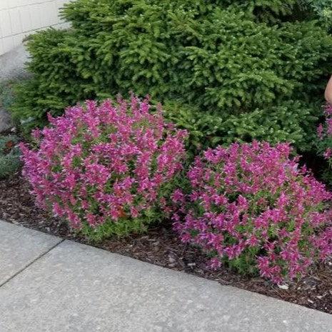 Agastache x 'Rosie Posie' ~ Rosie Posie Agastache-ServeScape