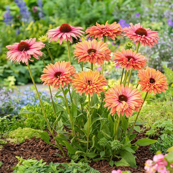 Echinacea 'Rainbow' ~ SunSeekers® Rainbow Coneflower-ServeScape