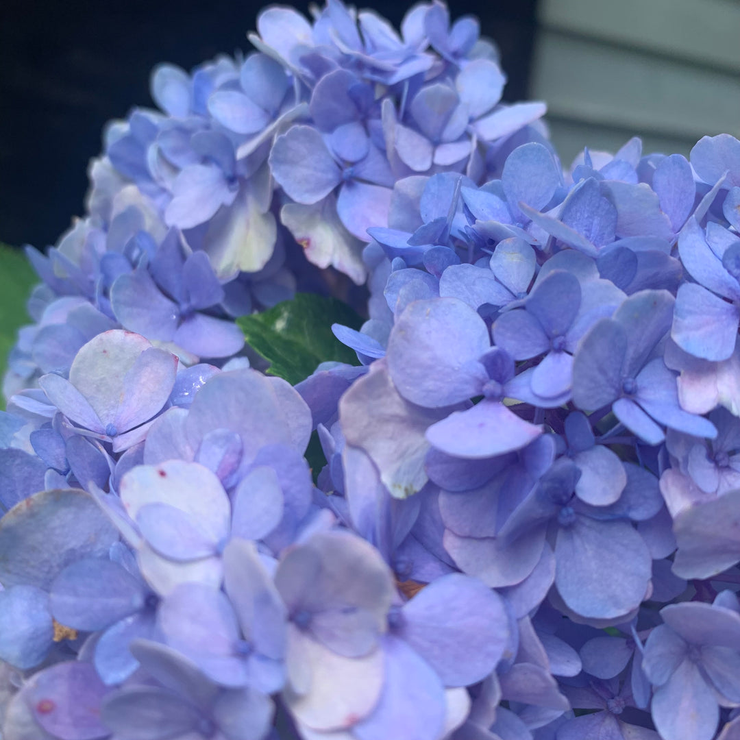 Hydrangea macrophylla 'Nikko Blue' ~ Nikko Blue Hydrangea-ServeScape