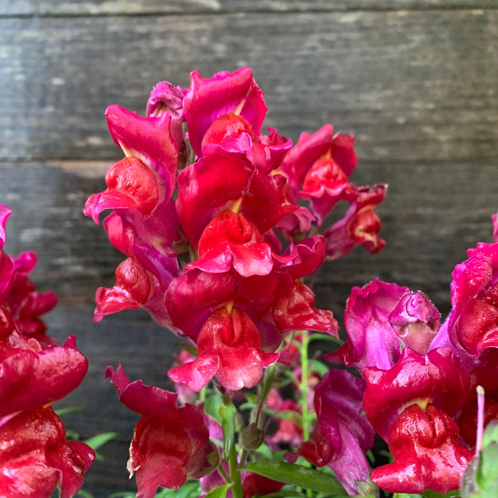 Antirrhinum majus 'Speedy Sonnet Crimson' ~ Speedy Sonnet Crimson Snapdragon-ServeScape