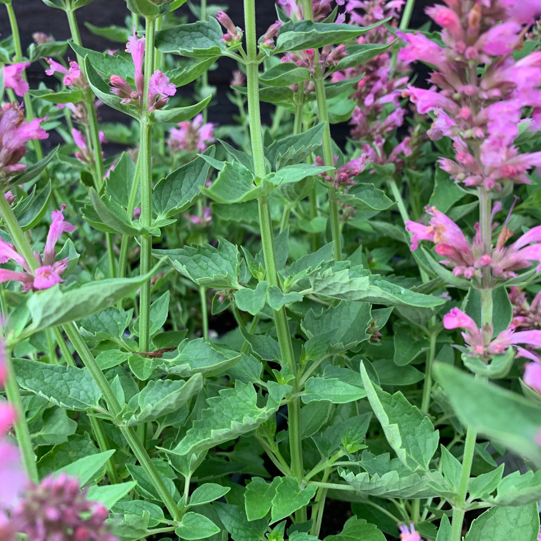 Agastache 'TNAGAPL' ~ Poquito™ Lavender Hyssop-ServeScape