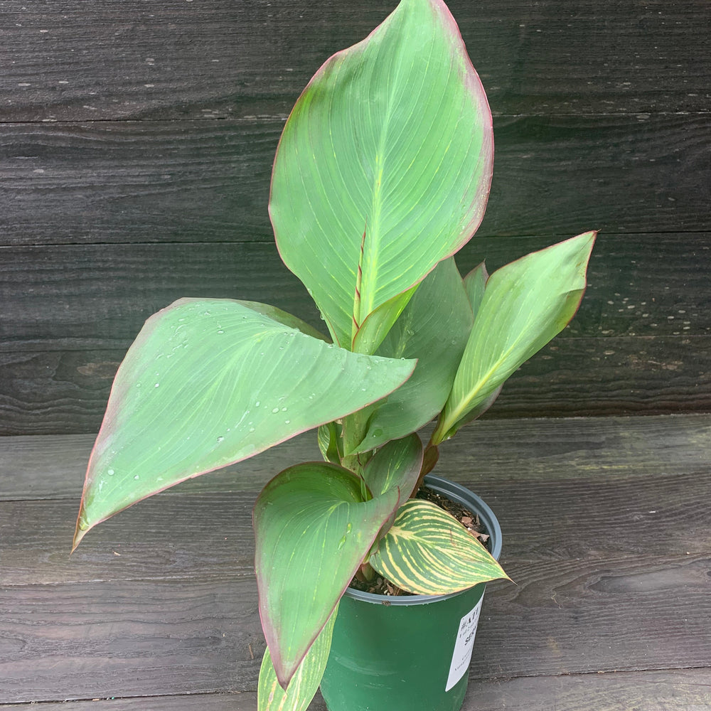 Canna x generalis 'Bengal Tiger' ~ Variegated Tiger Canna Lily-ServeScape