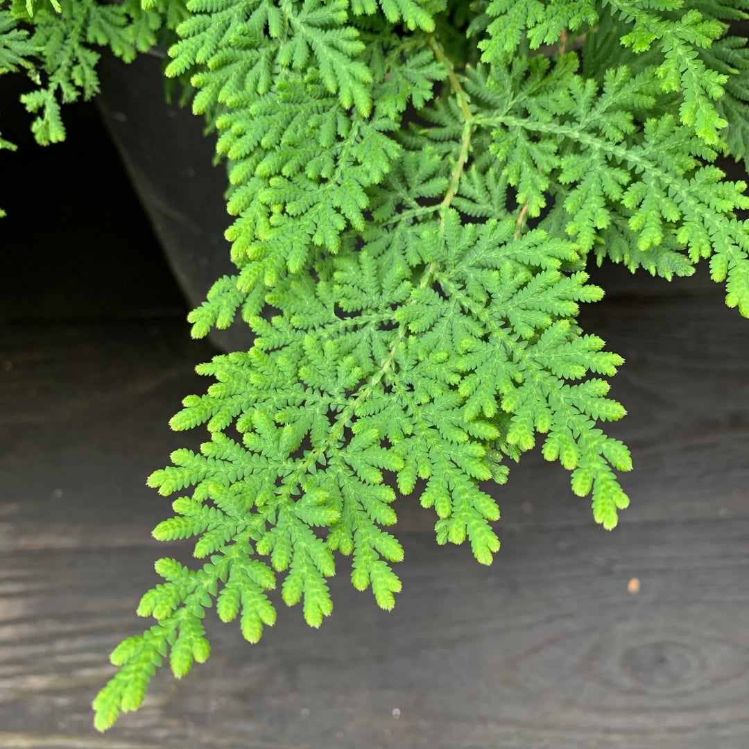 Selaginella braunii ~ Arborvitae Fern-ServeScape