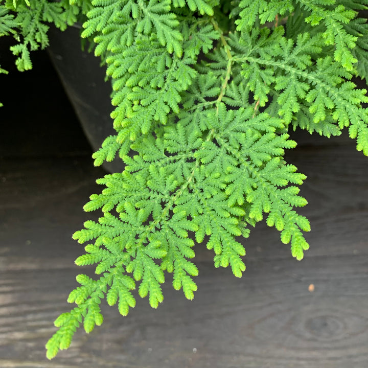 Selaginella braunii ~ Arborvitae Fern-ServeScape