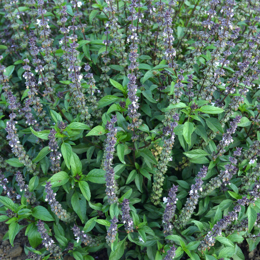 Ocimum basilicum 'Cinnamon' ~ Cinnamon Sweet Basil-ServeScape