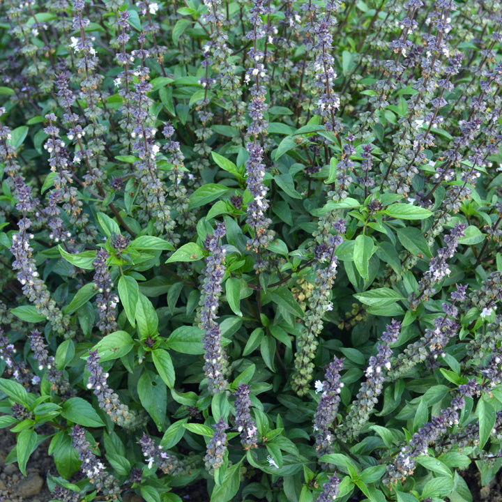 Ocimum basilicum 'Cinnamon' ~ Cinnamon Sweet Basil-ServeScape