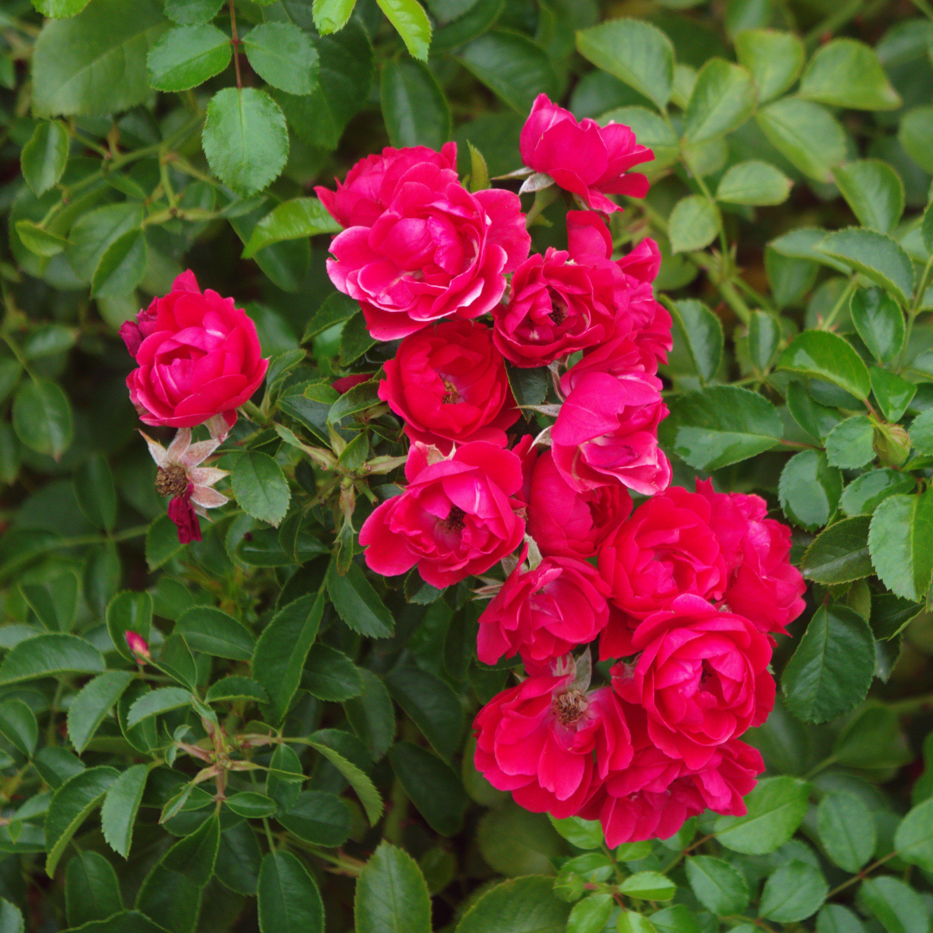 Monervia Roses Monrovia® Flower Carpet® Scarlet Rose - Rosa x 'NOA83100B' – ServeScape