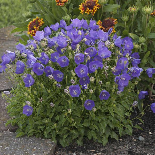 Campanula carpatica 'Pearl Deep Blue' ~ Pearl Deep Blue Bellflower-ServeScape