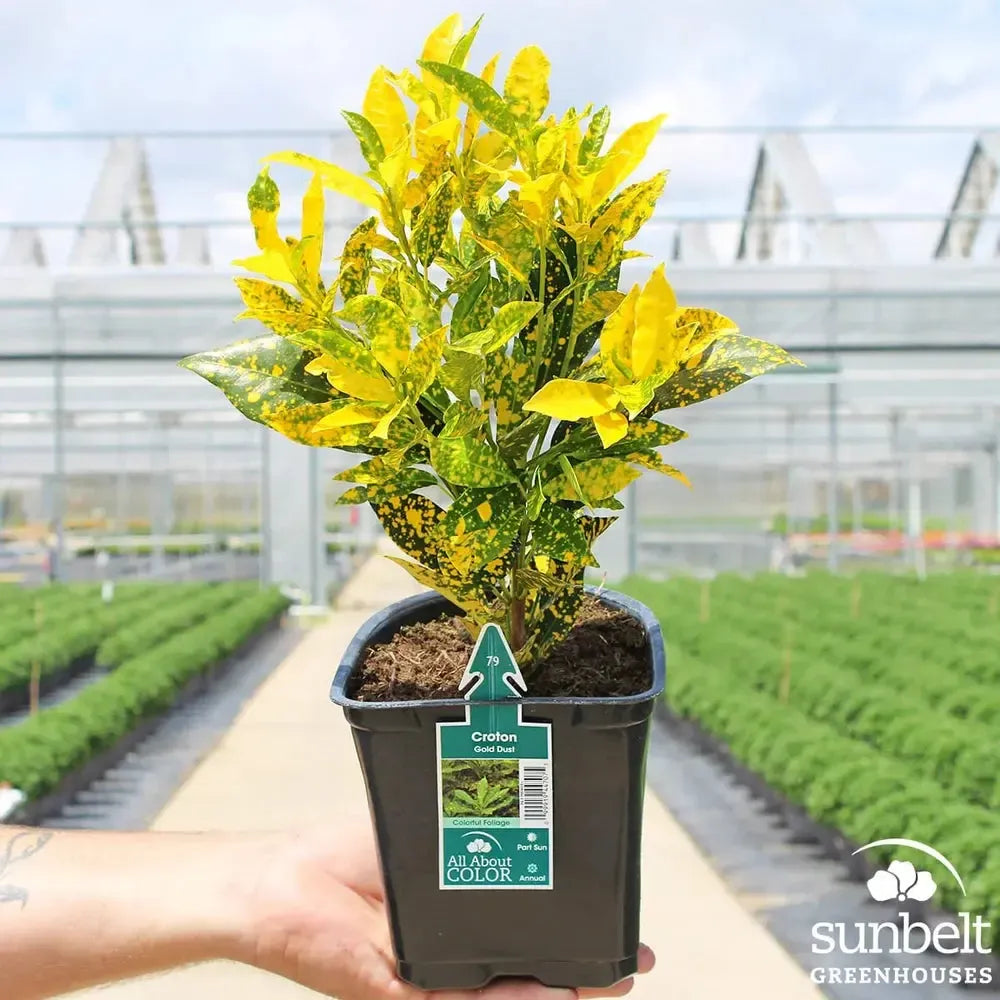 Codiaeum variegatum 'Gold Dust' ~ Gold Dust Croton-ServeScape