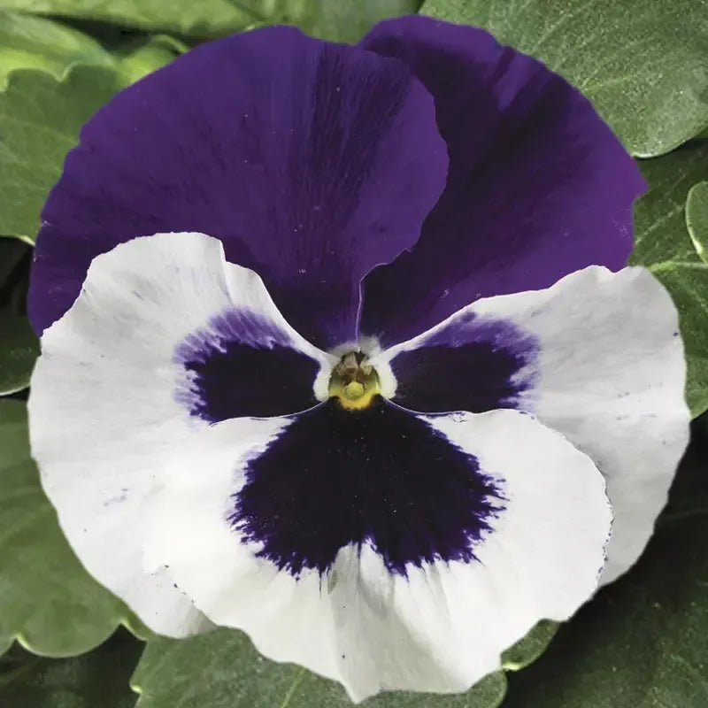 Viola x wittrockiana 'Colossus White with Purple Wing' ~ Colossus™ White with Purple Wing Pansy-ServeScape