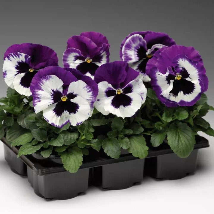 Viola x wittrockiana 'Colossus White with Purple Wing' ~ Colossus™ White with Purple Wing Pansy-ServeScape