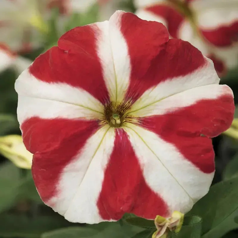 Petunia multiflora 'Hurrah Red Star' ~ Hurrah™ Red Star Petunia-ServeScape