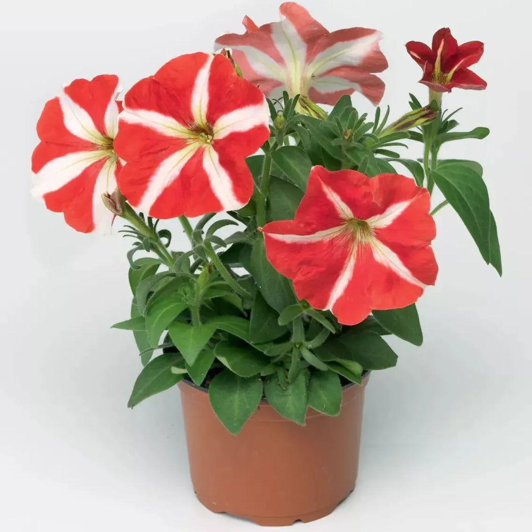 Petunia multiflora 'Hurrah Red Star' ~ Hurrah™ Red Star Petunia-ServeScape