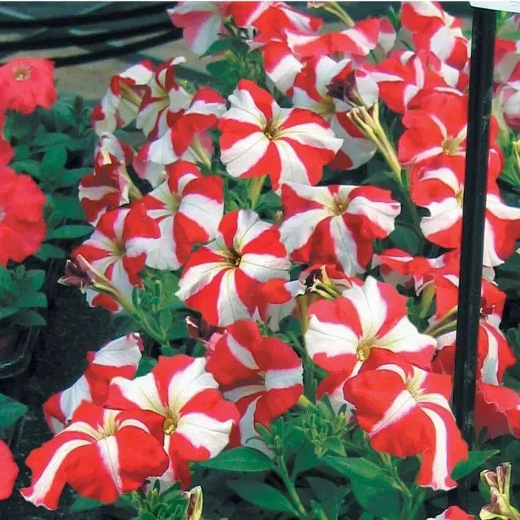 Petunia multiflora 'Hurrah Red Star' ~ Hurrah™ Red Star Petunia-ServeScape