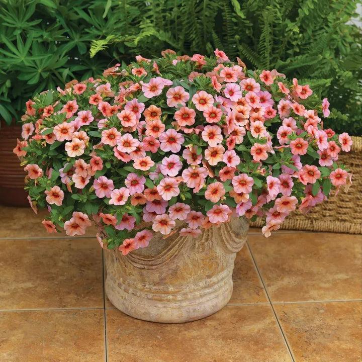 Calibrachoa hybrida 'Callie Mango' ~ Callie® Mango Calibrachoa-ServeScape
