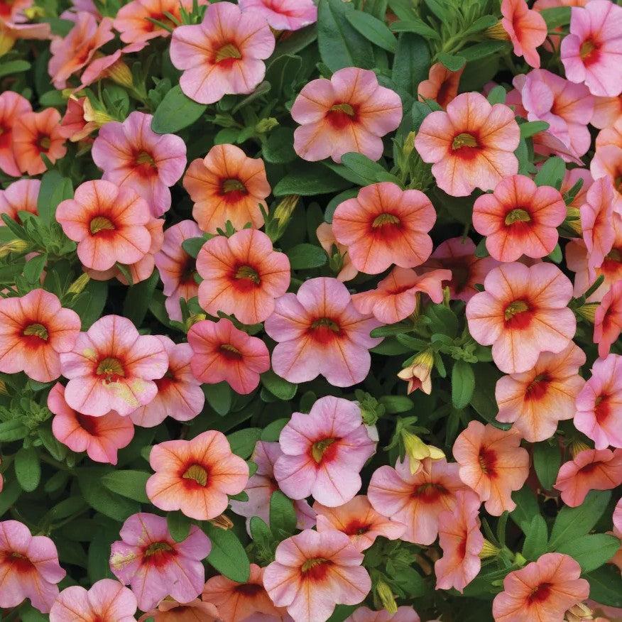 Calibrachoa hybrida 'Callie Mango' ~ Callie® Mango Calibrachoa-ServeScape