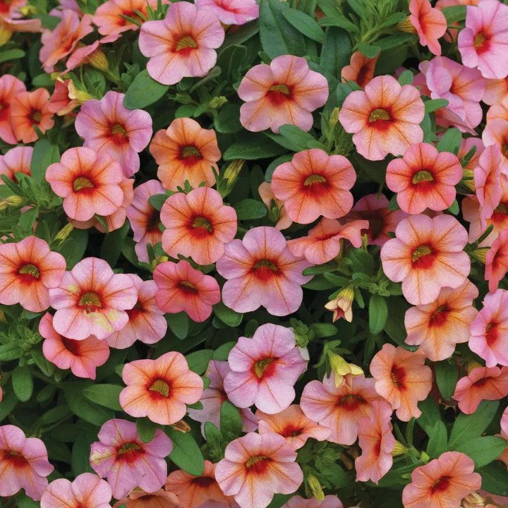 Calibrachoa hybrida 'Callie Mango' ~ Callie® Mango Calibrachoa-ServeScape