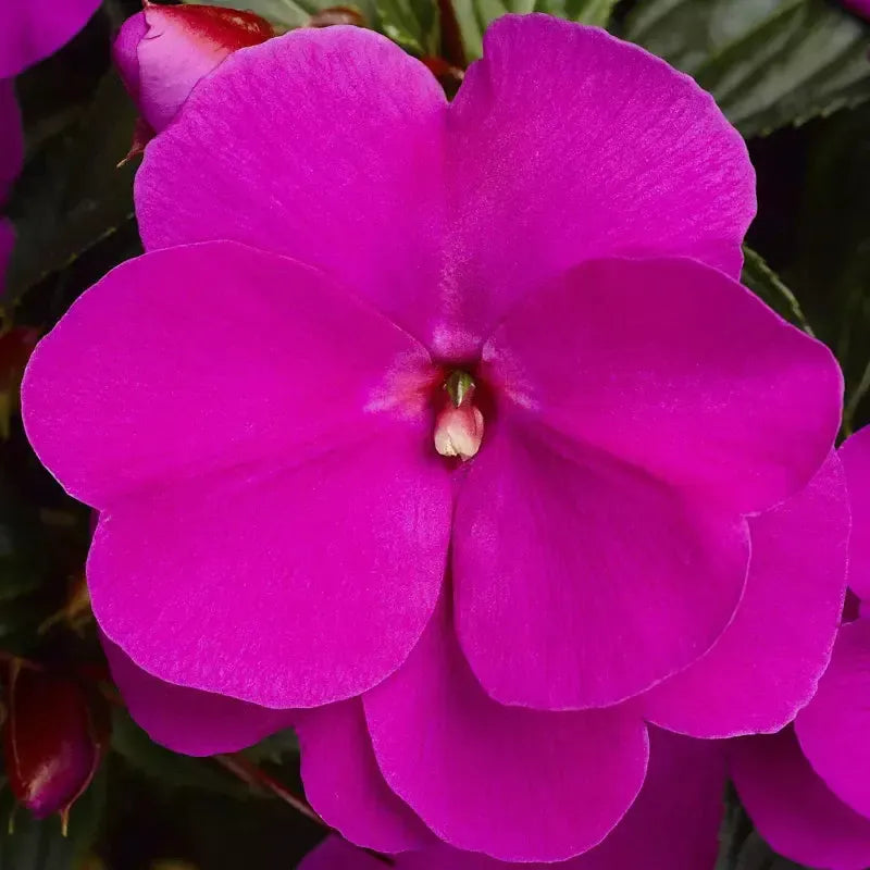 Impatiens hawkeri 'Sonic Lilac' ~ Sonic™ Lilac New Guinea Impatiens-ServeScape