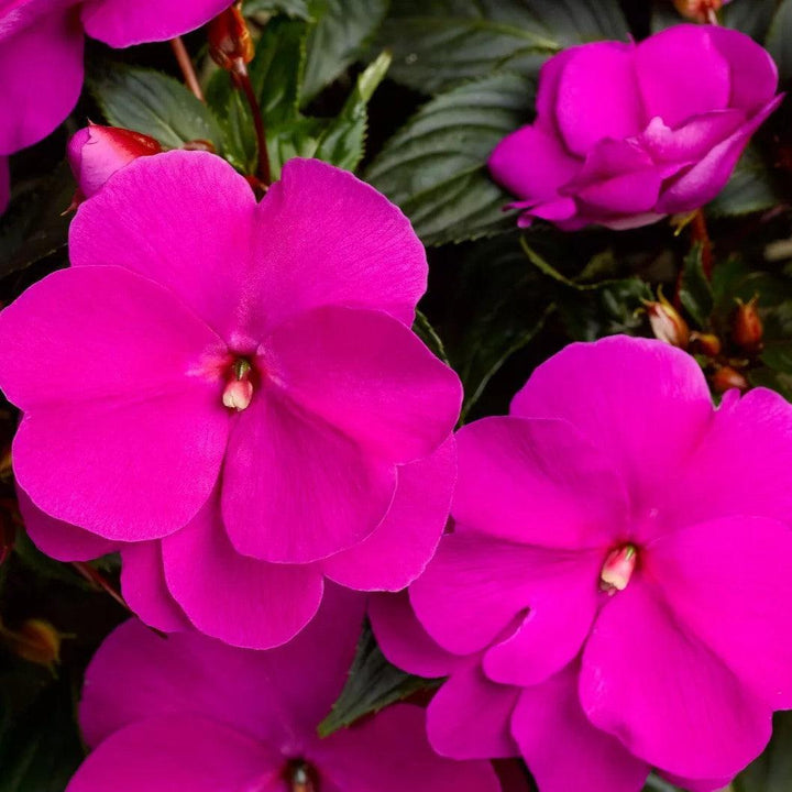 Impatiens hawkeri 'Sonic Lilac' ~ Sonic™ Lilac New Guinea Impatiens-ServeScape