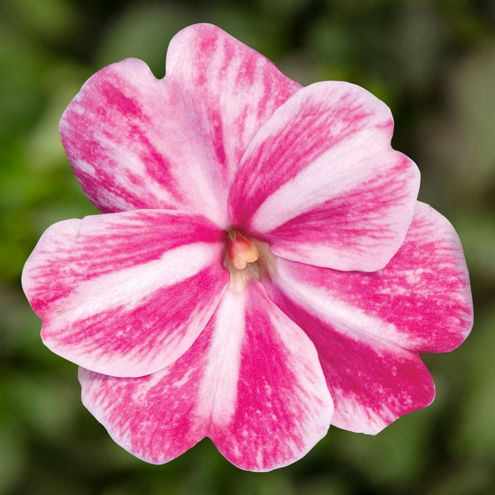 Impatiens hawkeri 'Sonic Magic Pink' ~ Sonic™ Magic Pink New Guinea Impatiens-ServeScape