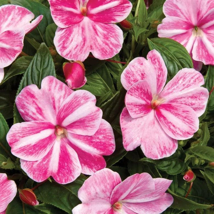 Impatiens hawkeri 'Sonic Magic Pink' ~ Sonic™ Magic Pink New Guinea Impatiens-ServeScape
