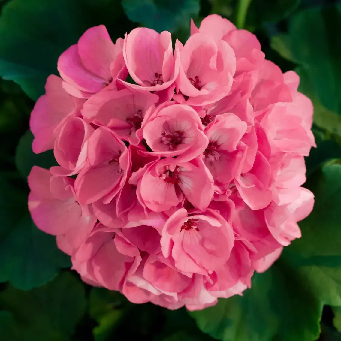 Pelargonium x hortorum 'Americana Pink III' ~ Americana® Pink Geranium-ServeScape