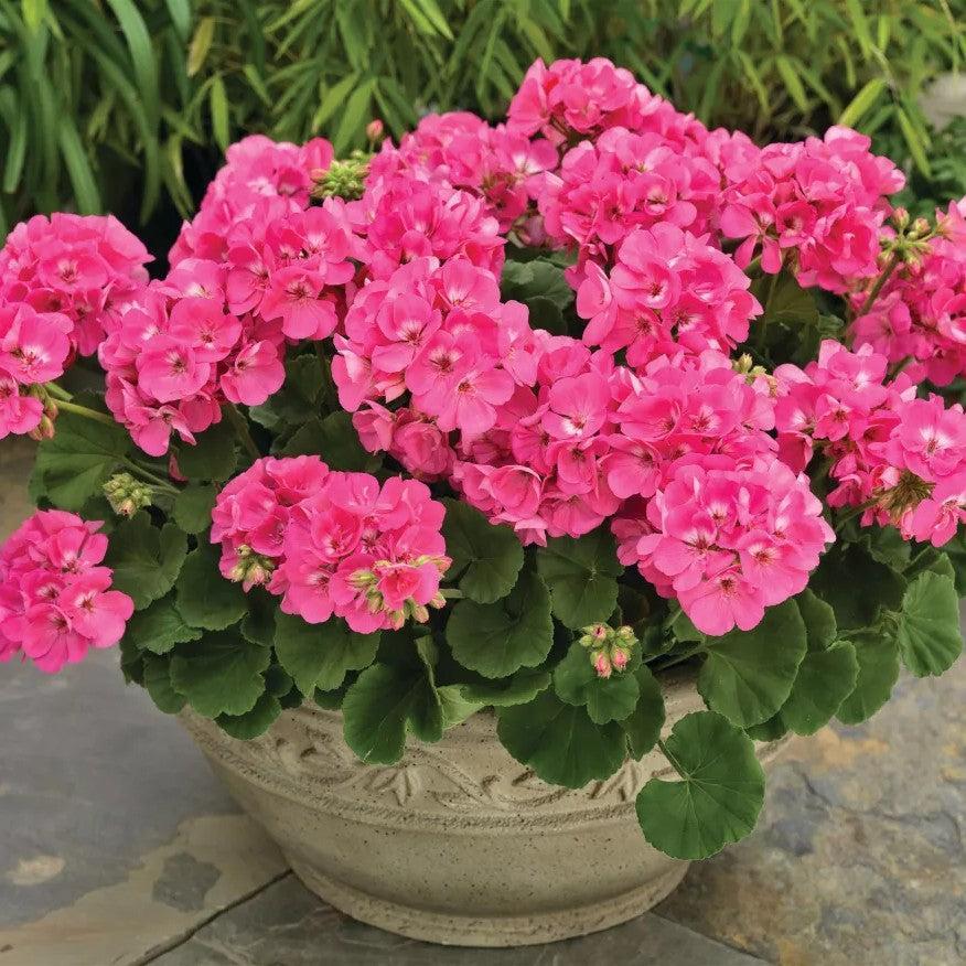Pelargonium x hortorum 'Americana Pink III' ~ Americana® Pink Geranium-ServeScape