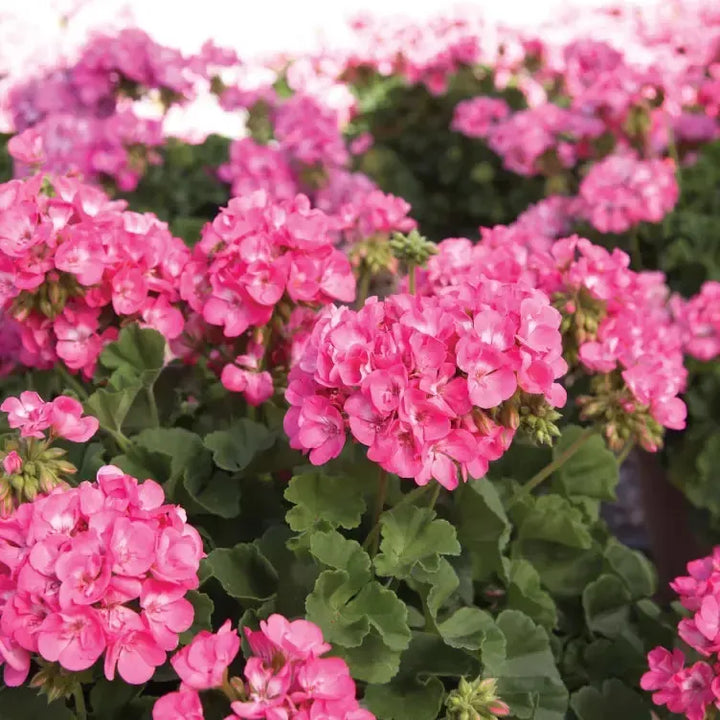 Pelargonium x hortorum 'Americana Pink III' ~ Americana® Pink Geranium-ServeScape