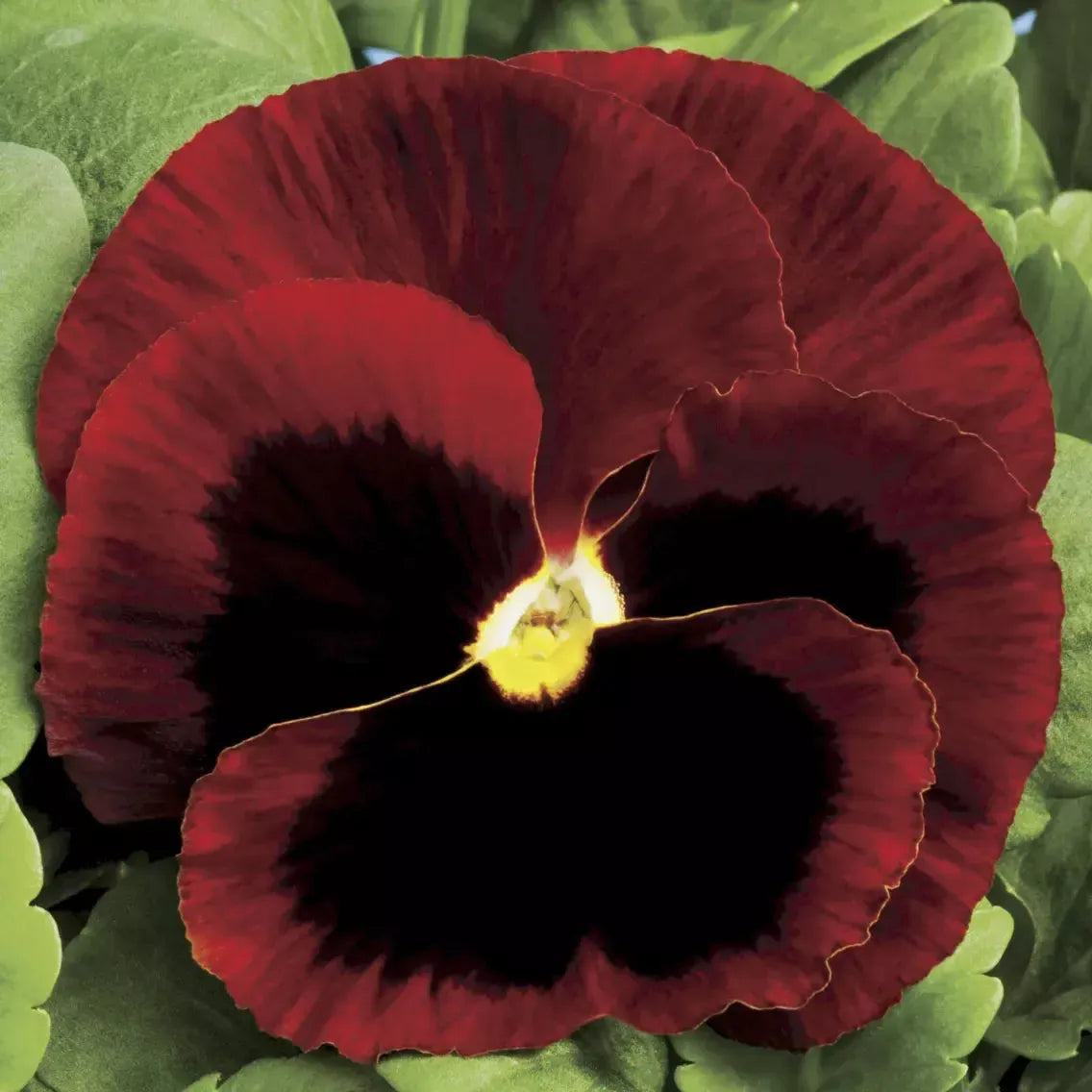 Viola x wittrockiana 'Colossus Red With Blotch' ~ Colossus™ Red With Blotch Pansy-ServeScape