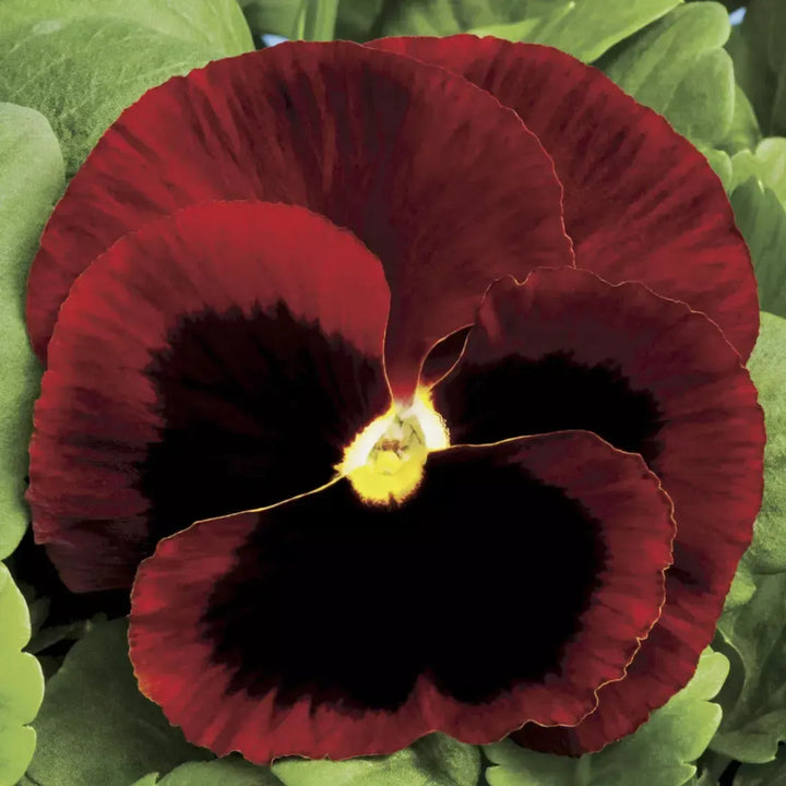 Viola x wittrockiana 'Colossus Red With Blotch' ~ Colossus™ Red With Blotch Pansy-ServeScape