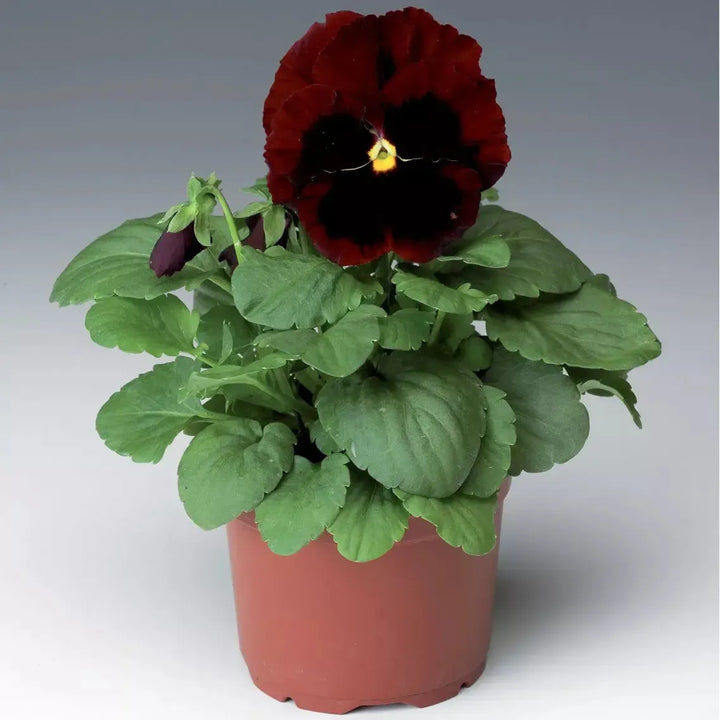 Viola x wittrockiana 'Colossus Red With Blotch' ~ Colossus™ Red With Blotch Pansy-ServeScape
