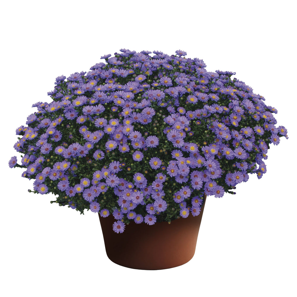 Aster novi-belgii 'Believer Purple' ~ Believer™ Purple Aster-ServeScape