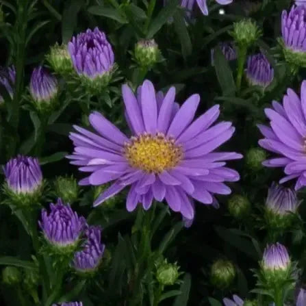 Aster novi-belgii 'Days Blue' ~ Days™ Blue Aster-ServeScape