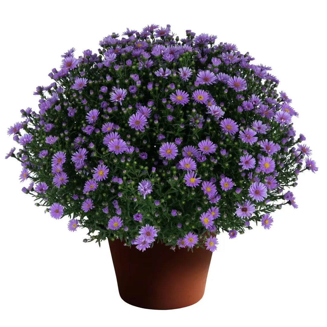 Aster novi-belgii 'Days Blue' ~ Days™ Blue Aster-ServeScape