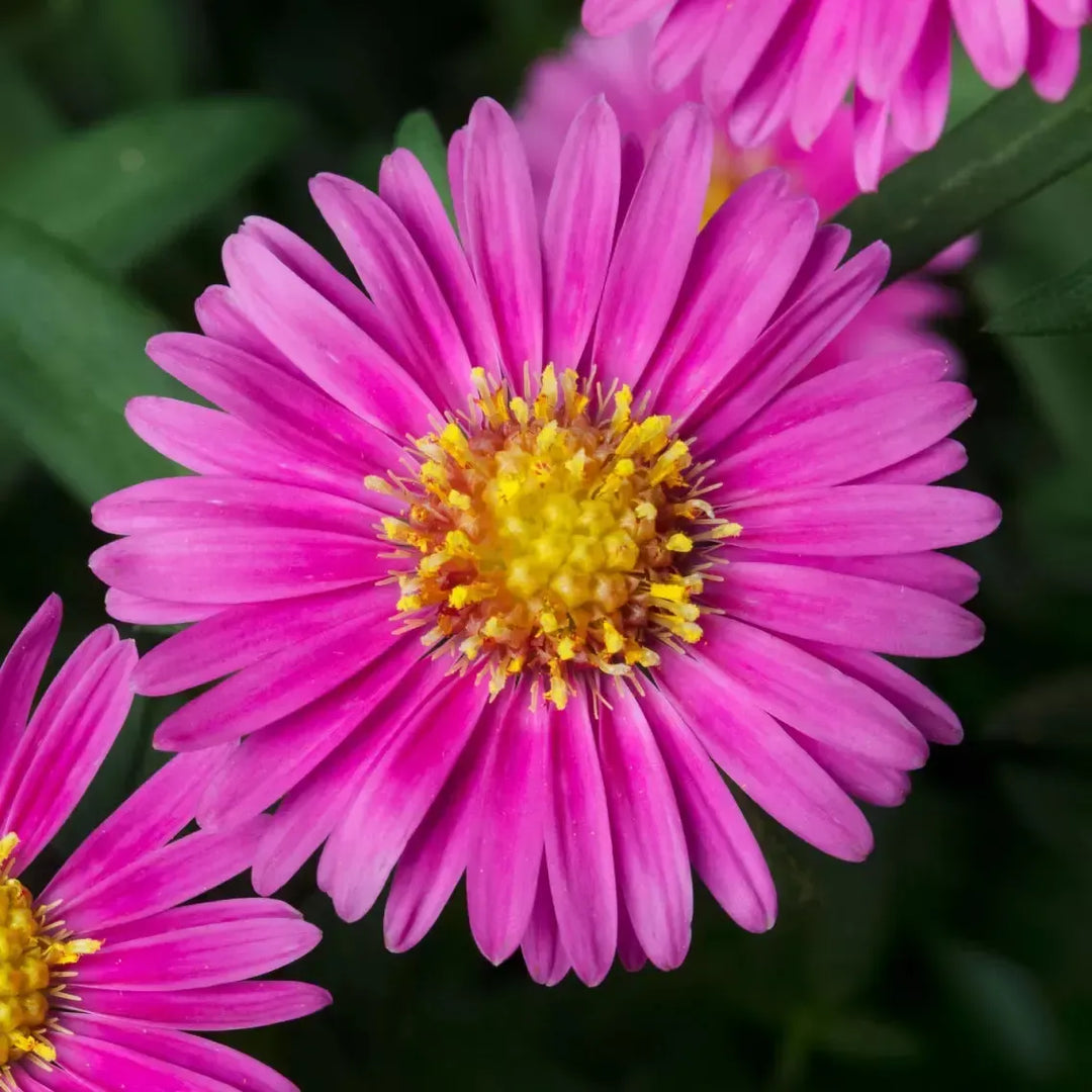 Aster novi-belgii 'Hazy Dark Pink' ~ Hazy™ Dark Pink Aster-ServeScape