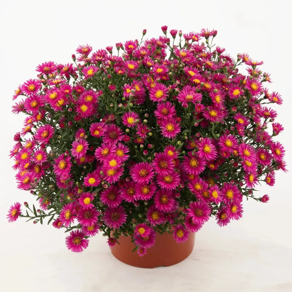 Aster novi-belgii 'Hazy Dark Pink' ~ Hazy™ Dark Pink Aster-ServeScape
