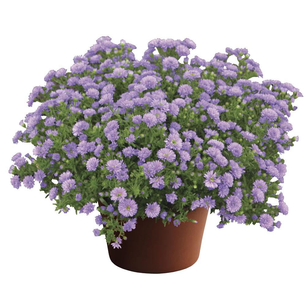 Aster novi-belgii 'Henry III Purple' ~ Henry III™ Purple Aster-ServeScape