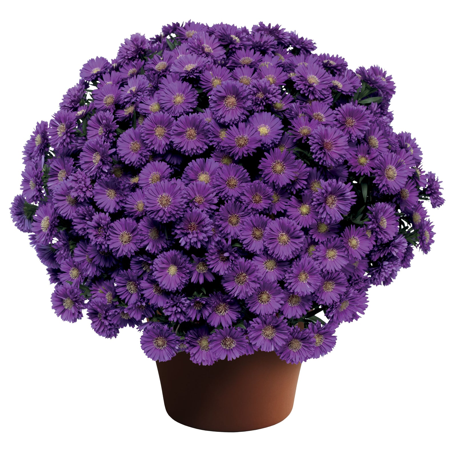 Aster novi-belgii 'Magic Purple' ~ Magic™ Purple Aster-ServeScape