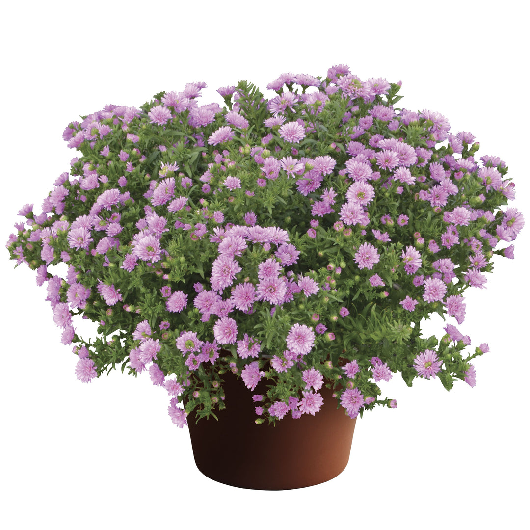 Aster novi-belgii 'Henry III Pink' ~ Henry III™ Pink Aster-ServeScape