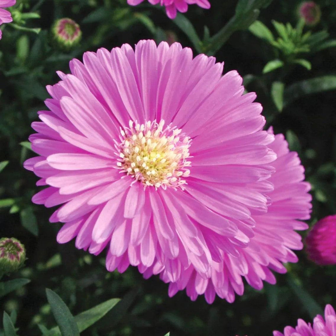 Aster novi-belgii 'Magic Pink' ~ Magic™ Pink Aster-ServeScape