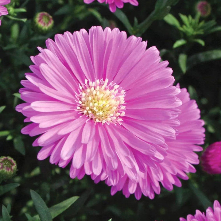Aster novi-belgii 'Magic Pink' ~ Magic™ Pink Aster-ServeScape
