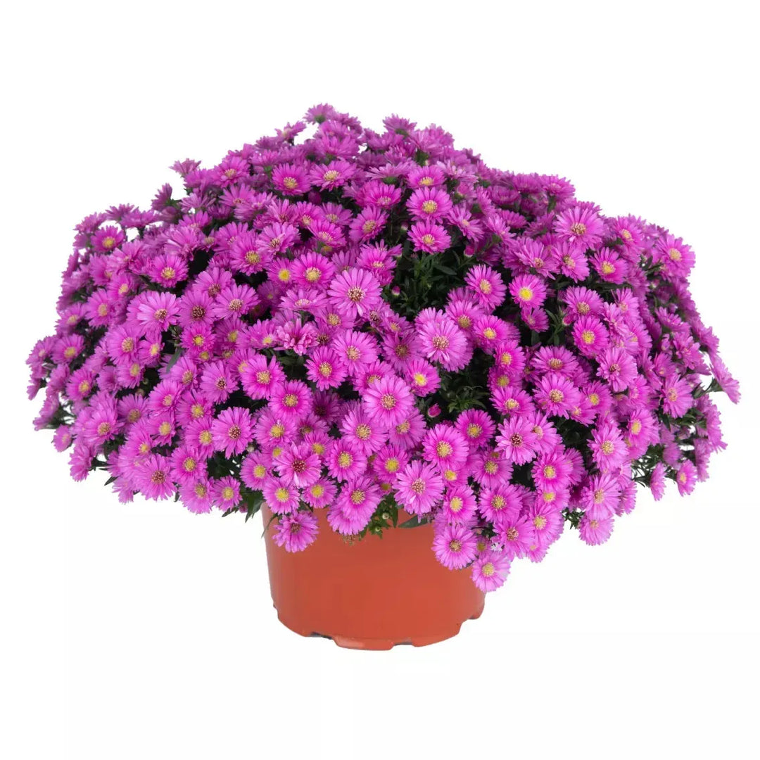 Aster novi-belgii 'Magic Pink' ~ Magic™ Pink Aster-ServeScape