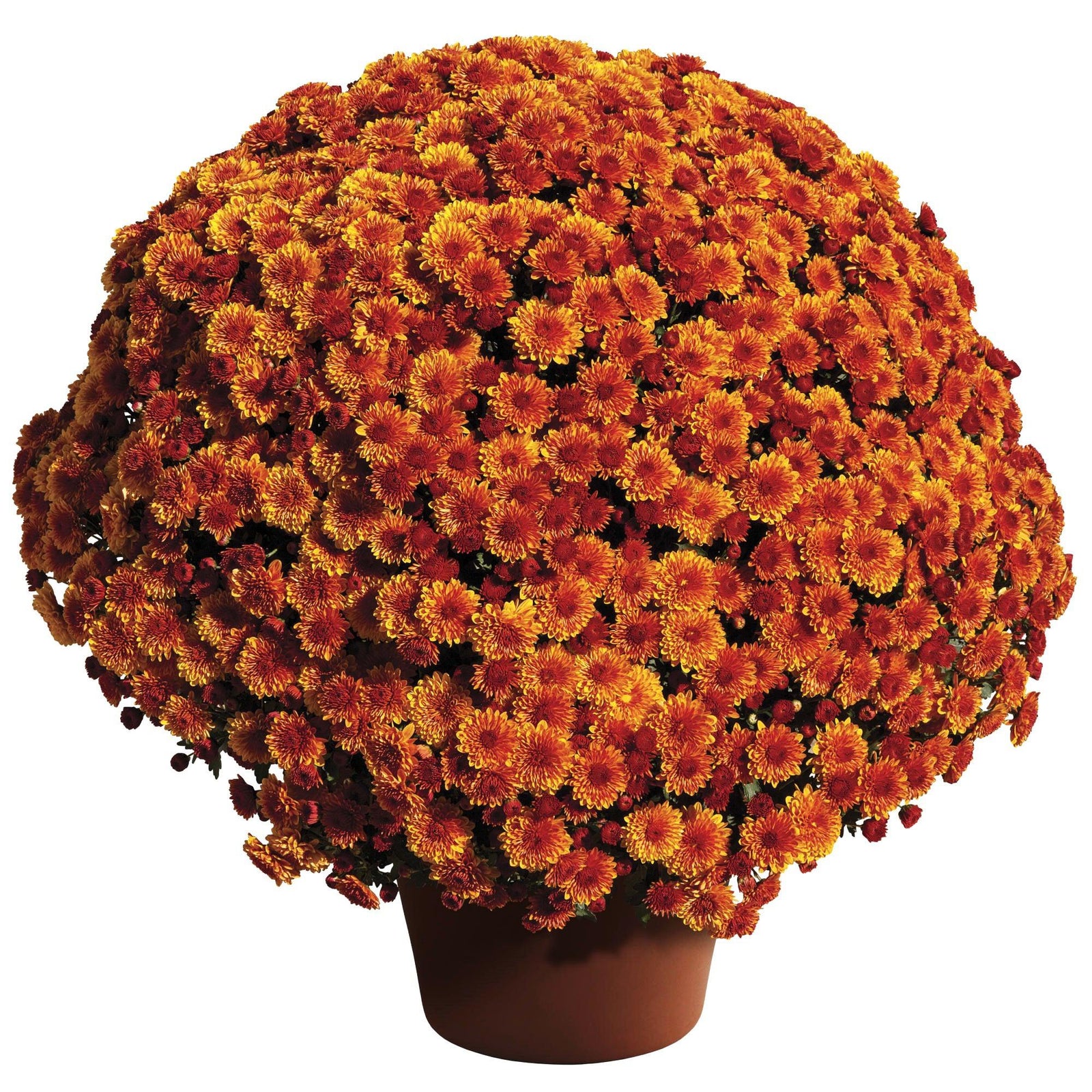 Chrysanthemum x morifolium 'Cheryl Spicy Orange' ~ Cheryl™ Spicy Orange Mum-ServeScape