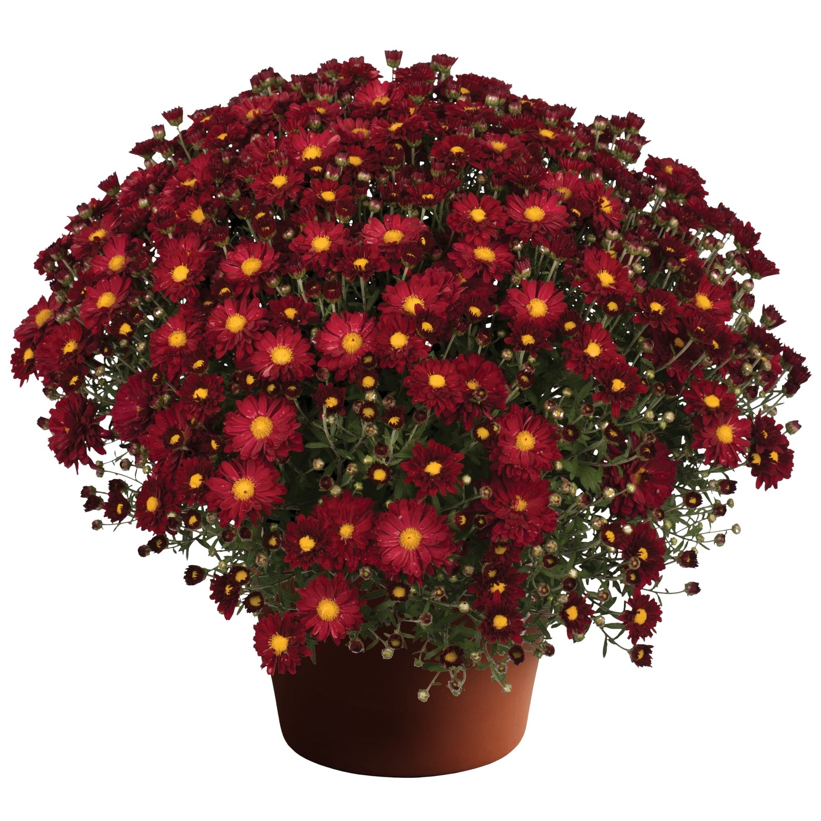 Chrysanthemum x morifolium 'Bonnie Red' ~ Bonnie™ Red Mum-ServeScape