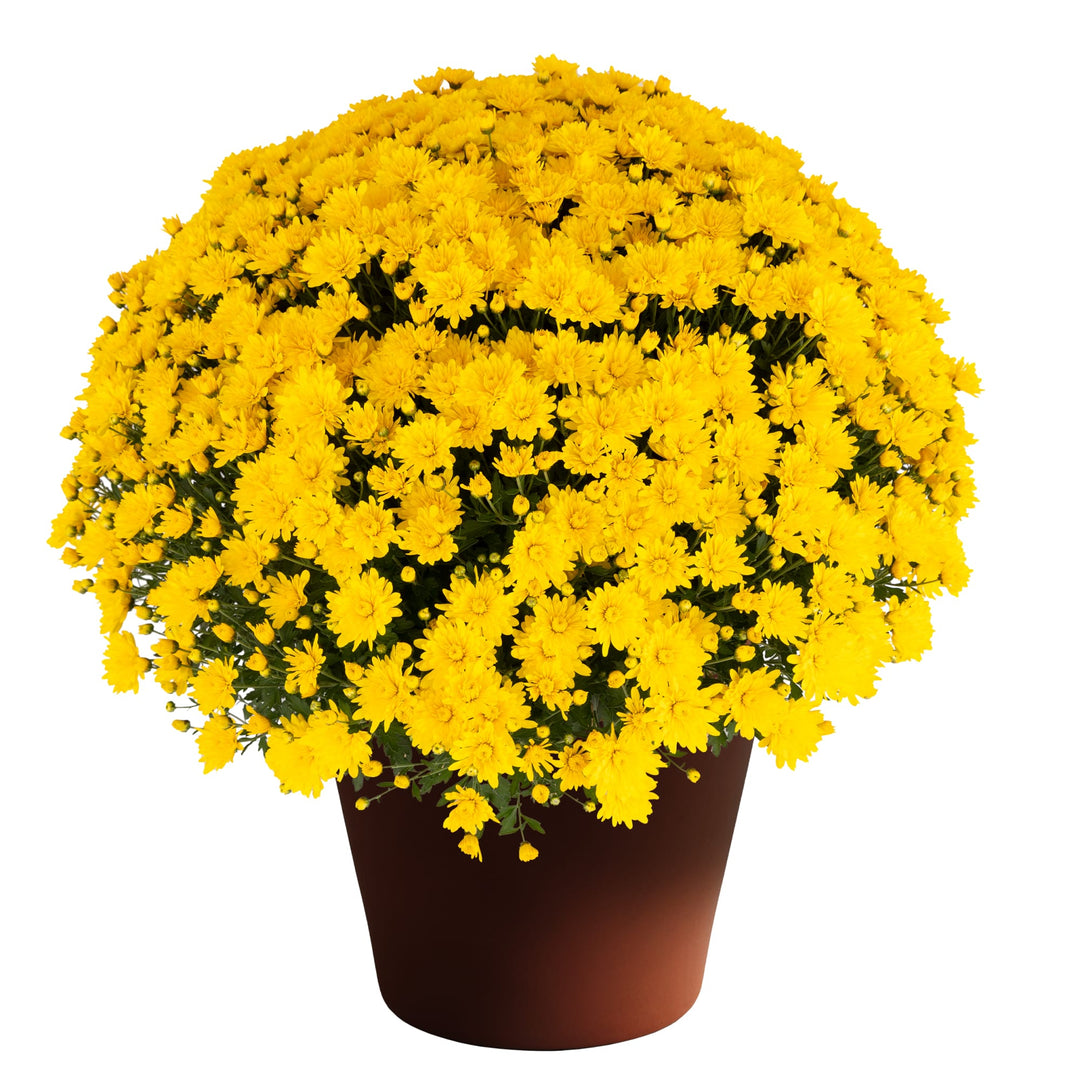 Chrysanthemum x morifolium 'Elena Gold' ~ Elena™ Gold Mum-ServeScape