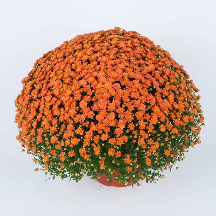 Chrysanthemum x morifolium 'Jacqueline Orange Fusion' ~ Jacqueline™ Orange Fusion Mum-ServeScape