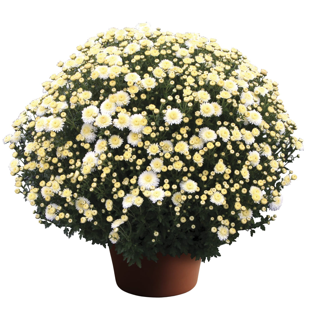 Chrysanthemum x morifolium 'Cheryl Frosty White' ~ Cheryl™ Frosty White Mum-ServeScape