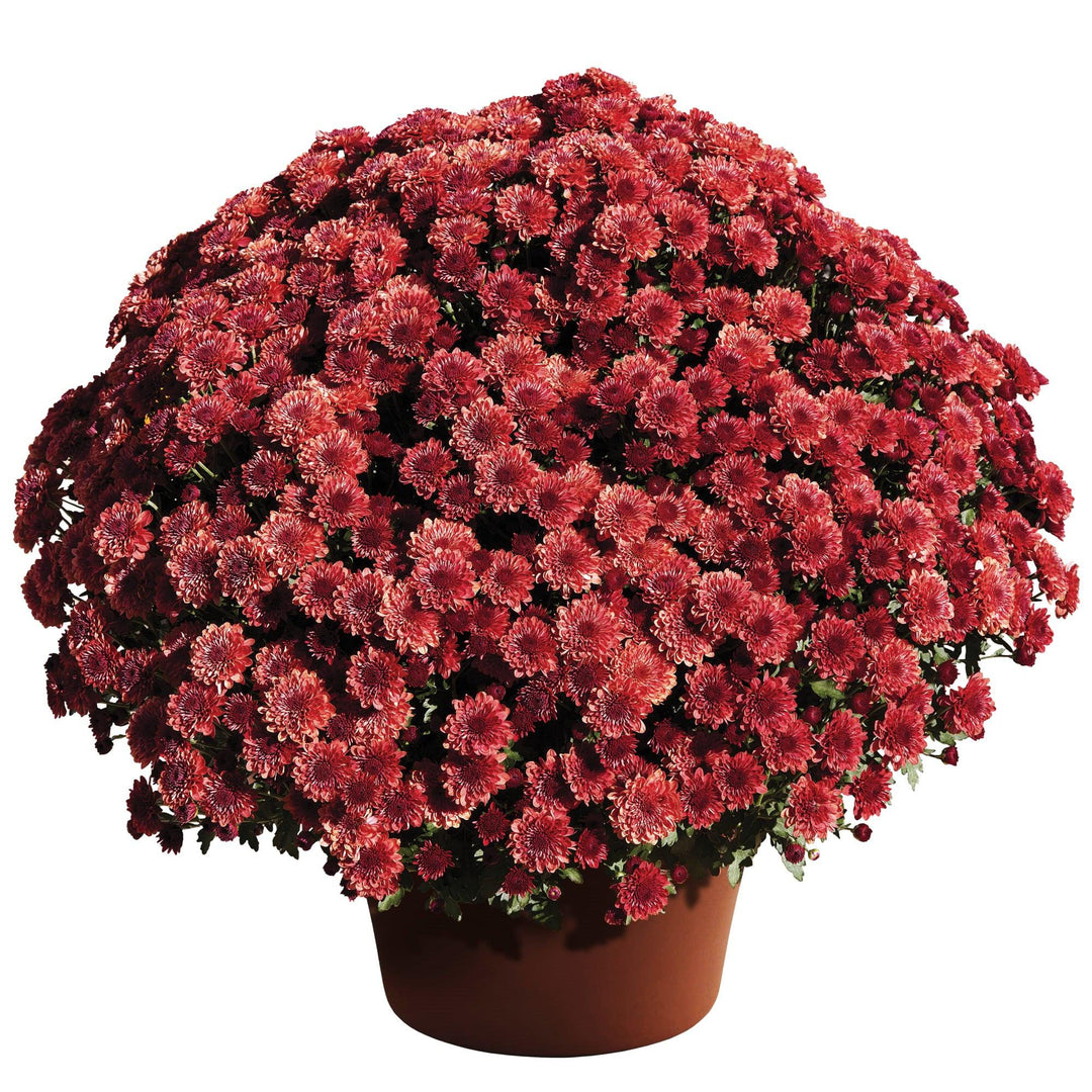Chrysanthemum x morifolium 'Cheryl Jolly Red' ~ Cheryl™ Jolly Red Mum-ServeScape