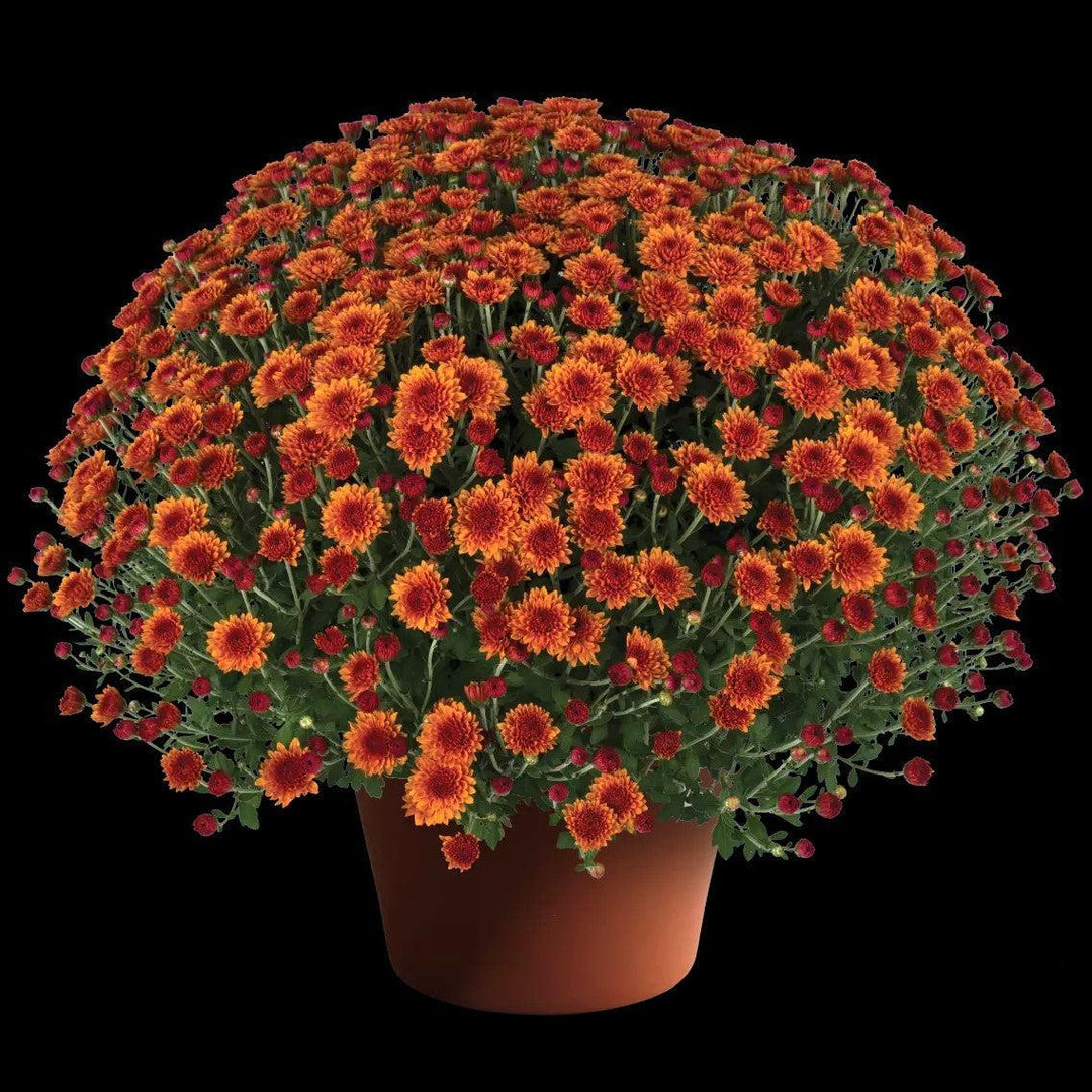 Chrysanthemum x morifolium 'Miranda Orange' ~ Miranda™ Orange Mum-ServeScape
