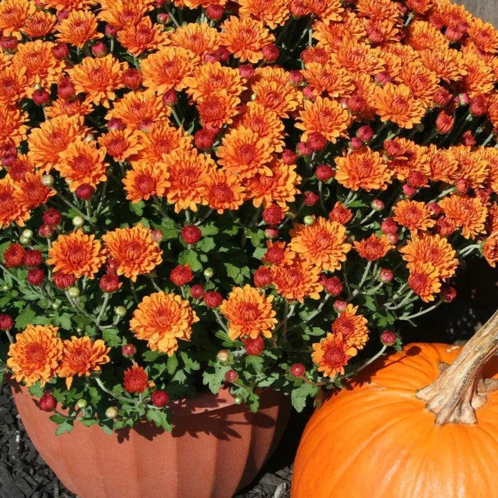 Chrysanthemum x morifolium 'Miranda Orange' ~ Miranda™ Orange Mum-ServeScape